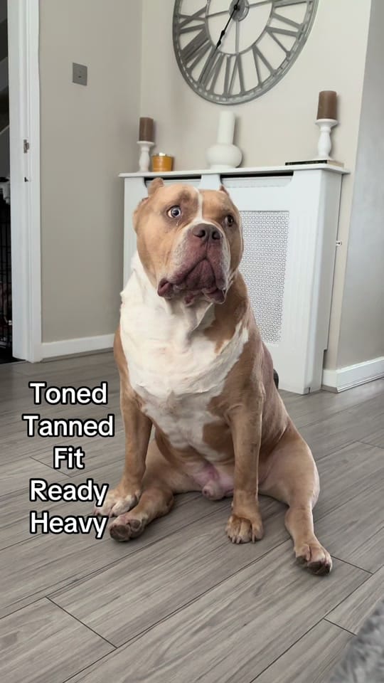 Post 4 by Juice & Reign 🐾 on TikTok (video)