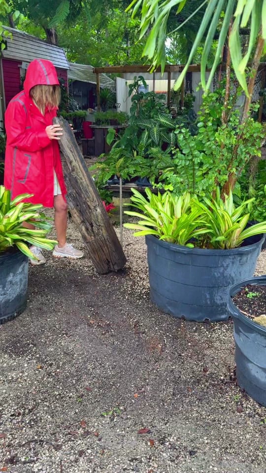 Post 9 by maytees_garden_center on TikTok (video)