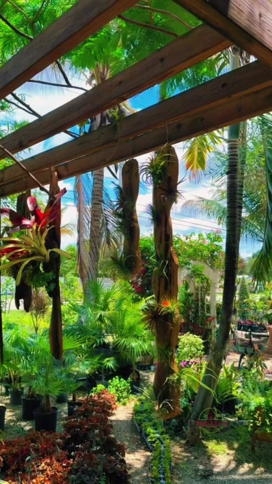Post 7 by maytees_garden_center on TikTok (video)