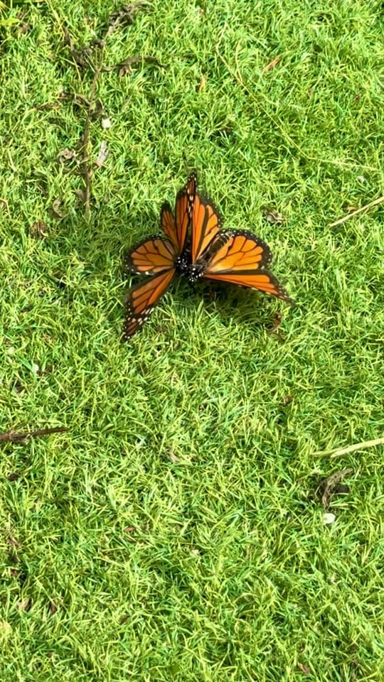 Post 6 by maytees_garden_center on TikTok (video)
