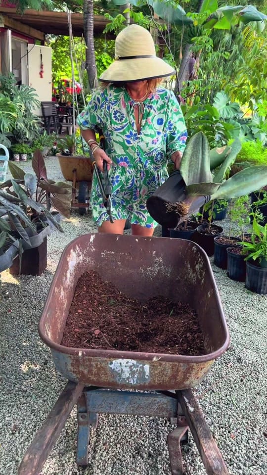 Post 8 by maytees_garden_center on TikTok (video)