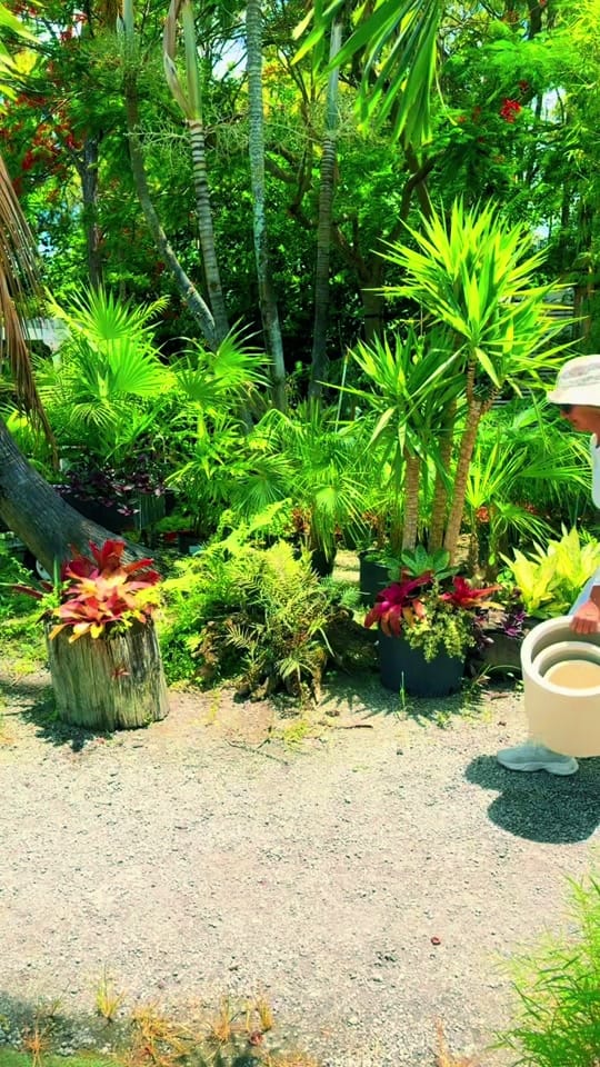 Post 1 by maytees_garden_center on TikTok (video)