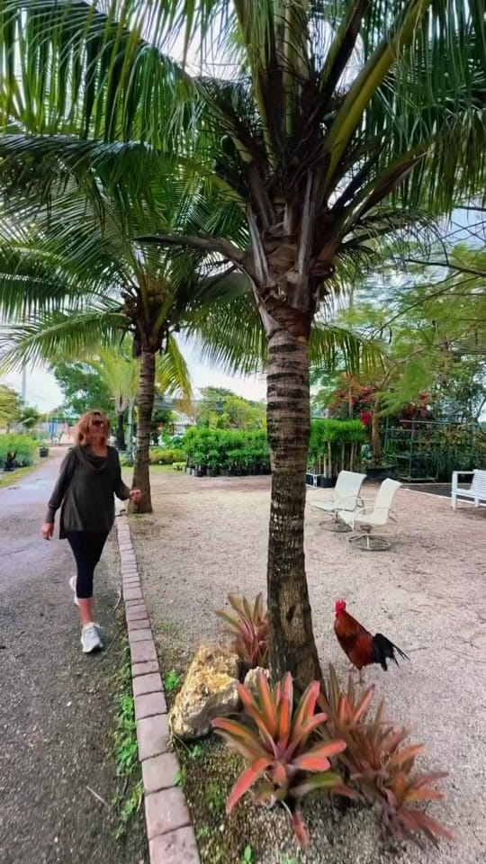 Post 10 by maytees_garden_center on TikTok (video)