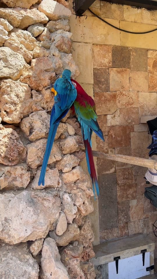 Post 1 by 🇬🇧 FlavourofhomeDZ🇩🇿 on TikTok (video)
