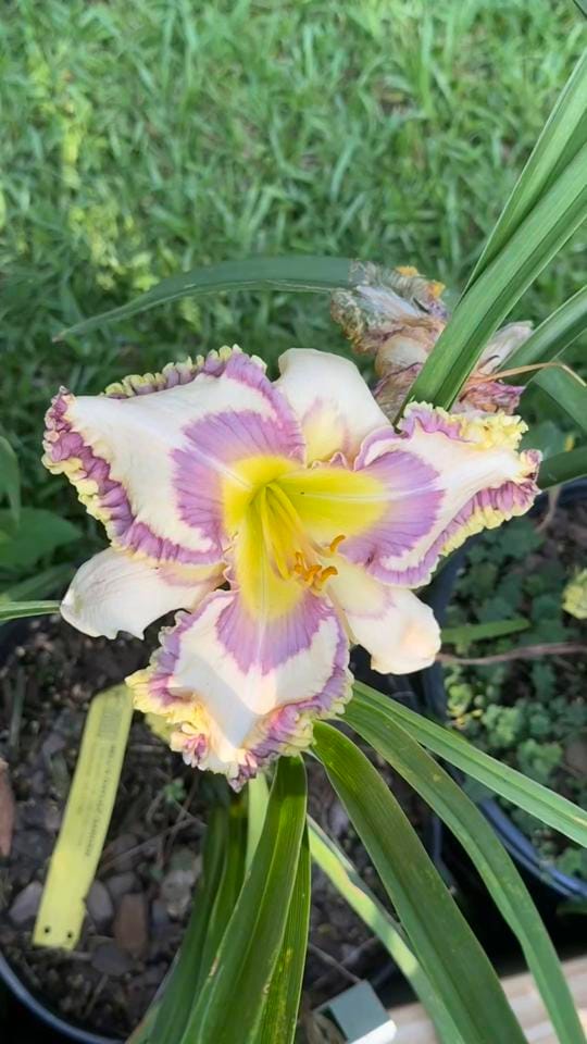 Post 6 by 🇺🇸Eddie M. L. Smith✌🏼 on TikTok (video)