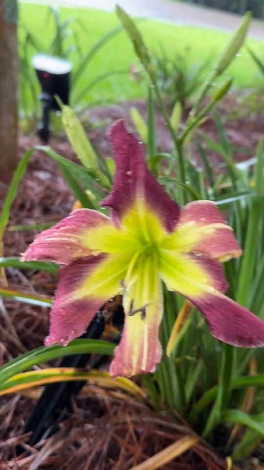 Post 10 by 🇺🇸Eddie M. L. Smith✌🏼 on TikTok (video)