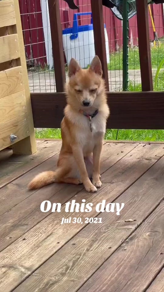 Post 2 by Amanda on TikTok (video)
