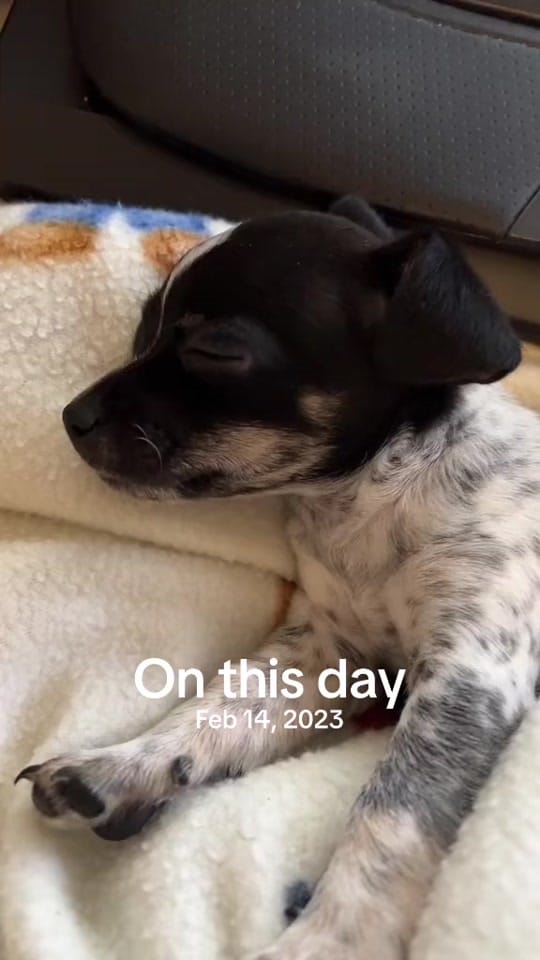 Post 10 by Amanda on TikTok (video)
