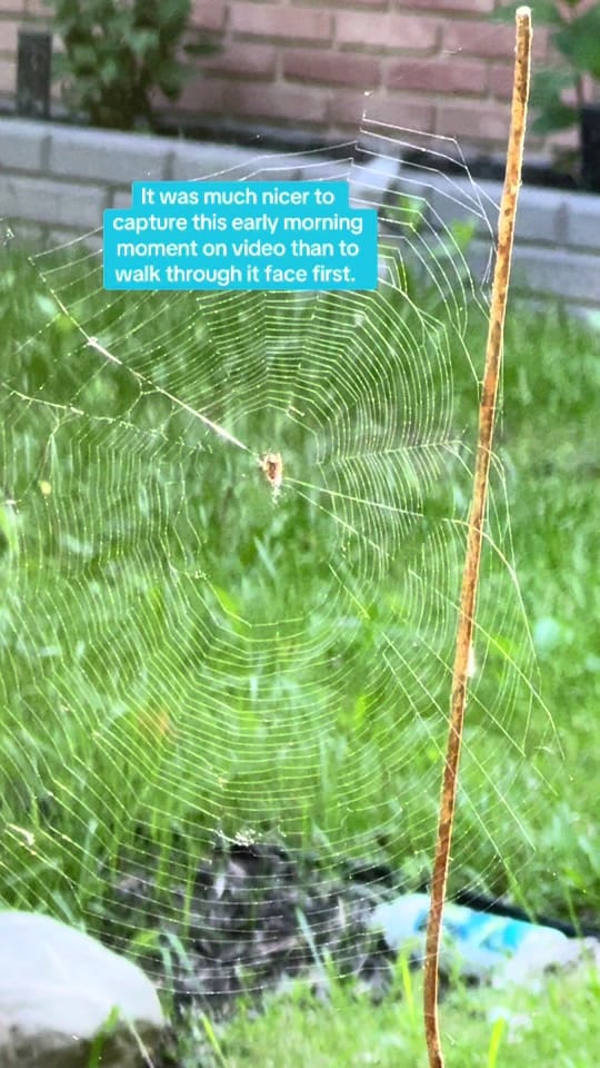 Post 4 by Amanda on TikTok (video)