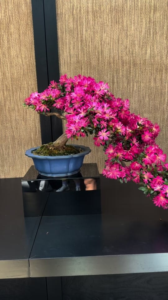 Post 5 by Jessie | Let’s Grow Gardening on TikTok (video)