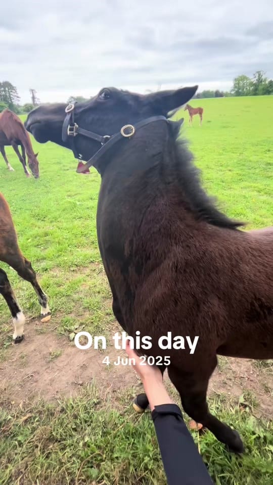 Post 5 by Irish National Stud on TikTok (video)