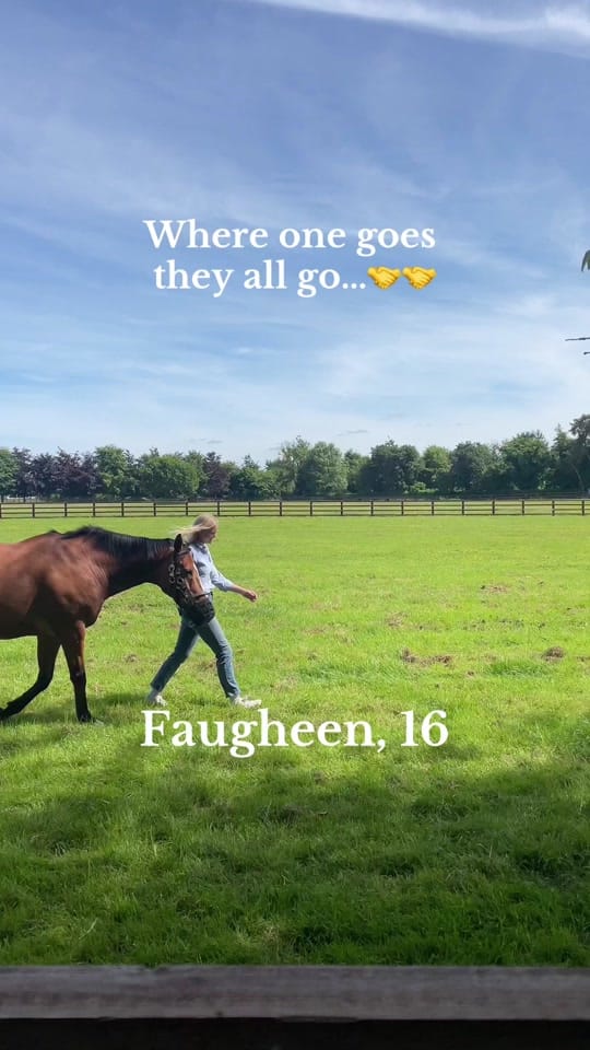 Post 10 by Irish National Stud on TikTok (video)