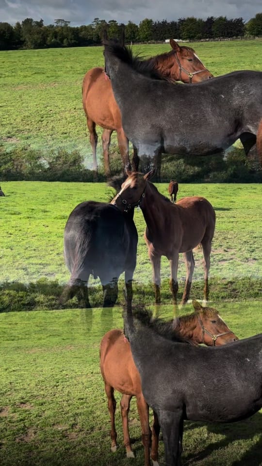 Post 7 by Irish National Stud on TikTok (video)