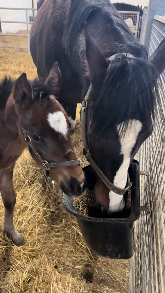 Post 4 by Irish National Stud on TikTok (video)