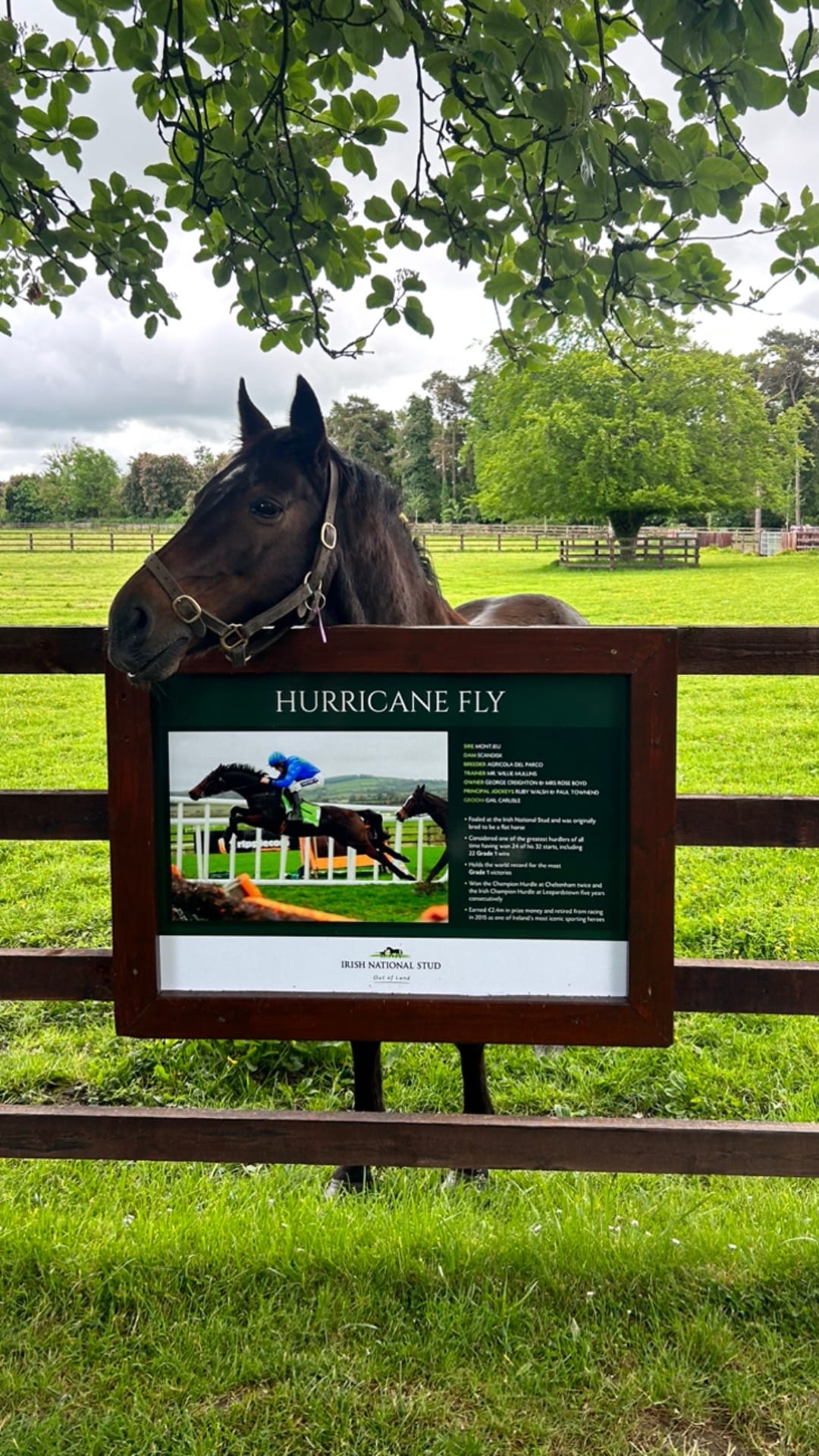Post 9 by Irish National Stud on TikTok (video)