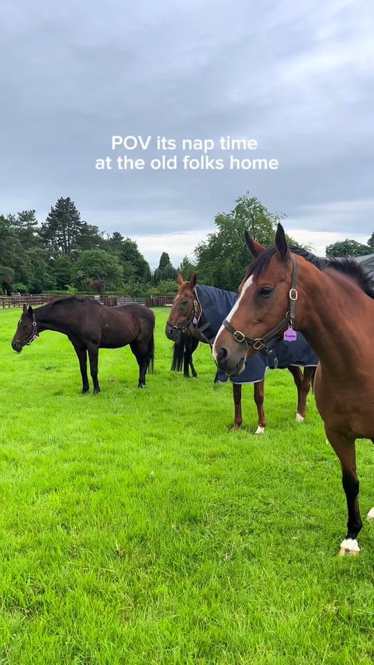 Post 8 by Irish National Stud on TikTok (video)