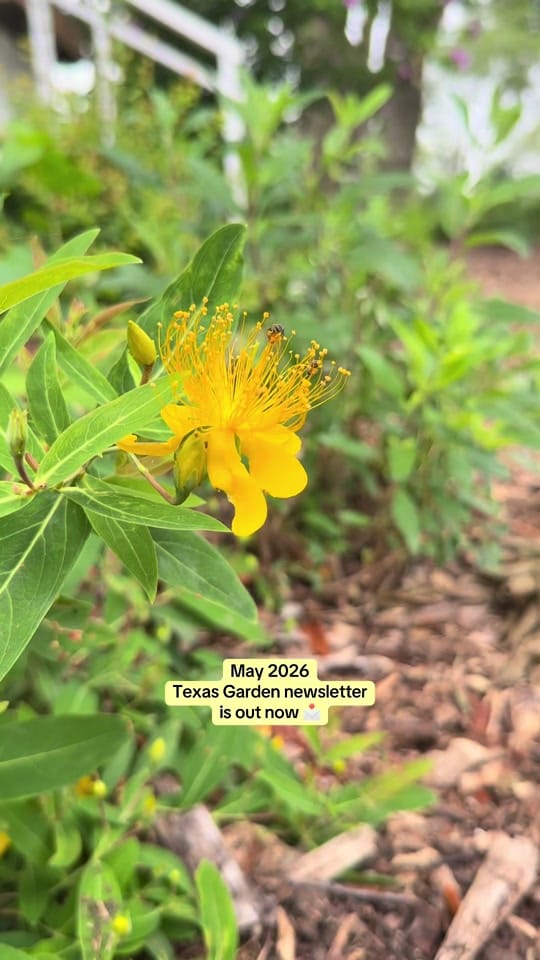 Post 9 by texasgarden on TikTok (video)