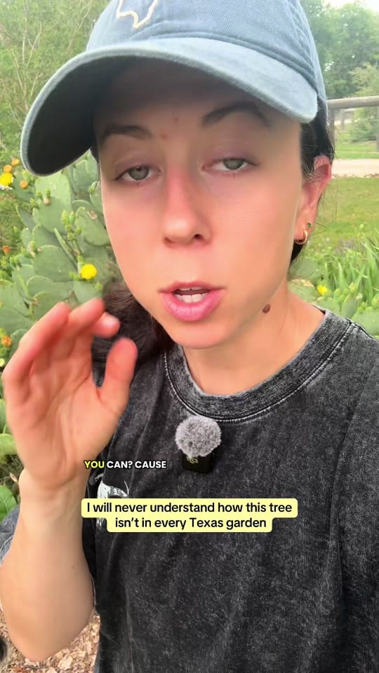 Post 8 by texasgarden on TikTok (video)