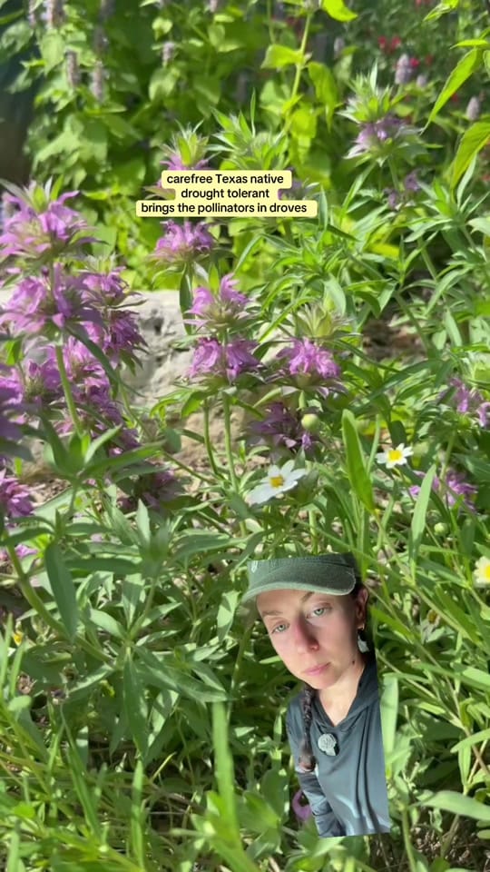 Post 2 by texasgarden on TikTok (video)