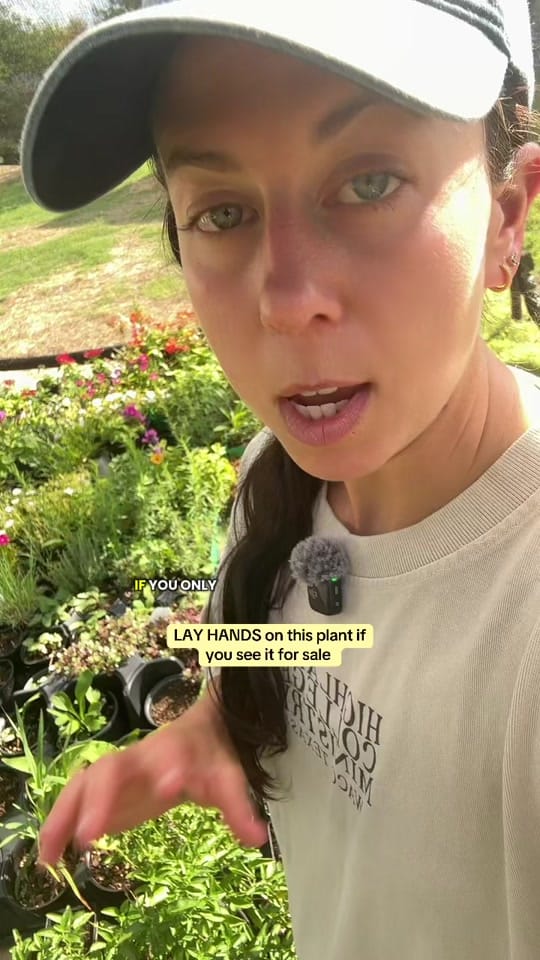 Post 6 by texasgarden on TikTok (video)