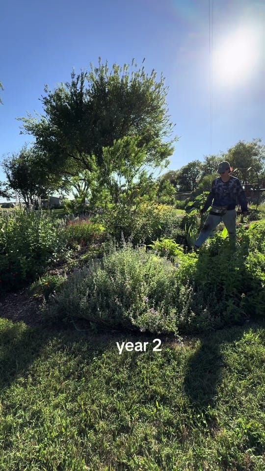Post 1 by texasgarden on TikTok (video)