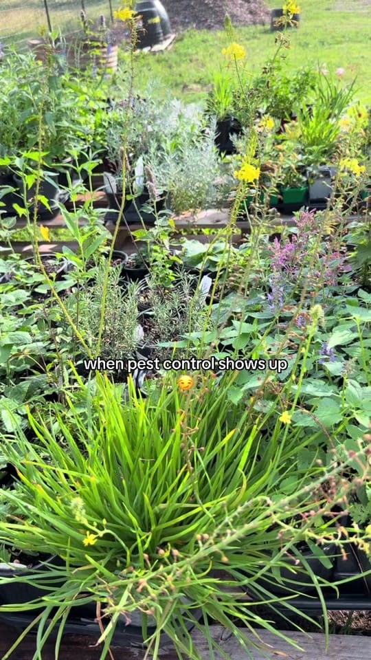 Post 7 by texasgarden on TikTok (video)