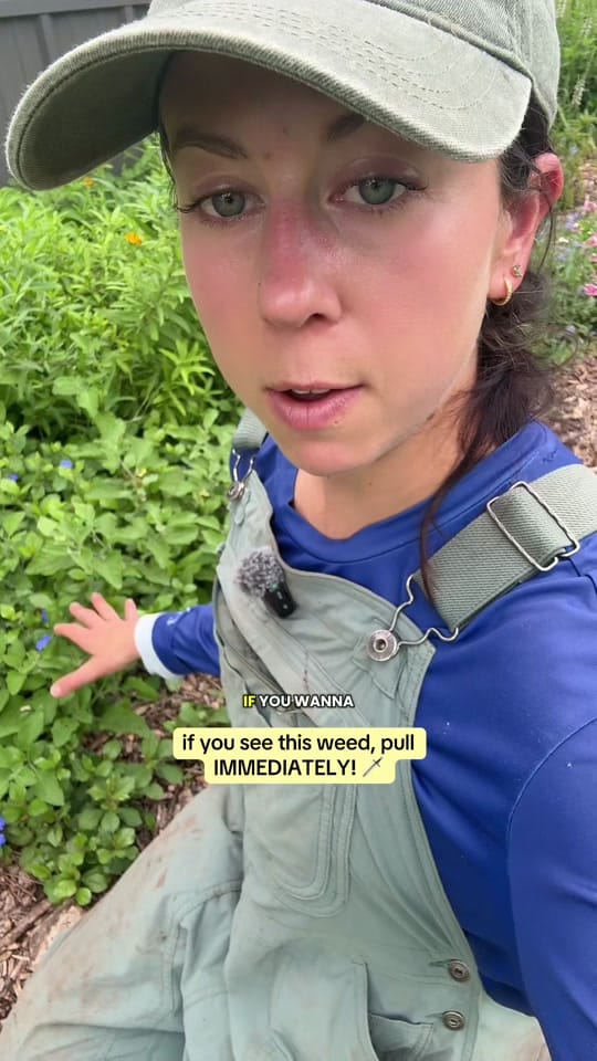 Post 10 by texasgarden on TikTok (video)