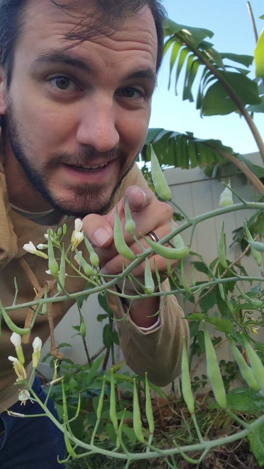 Post 8 by Garden Nate on TikTok (video)