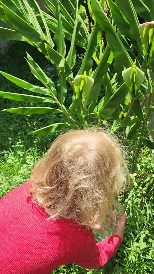 Post 9 by Garden Nate on TikTok (video)