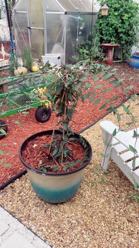 Post 3 by Raindrops and Blooms on TikTok (video)