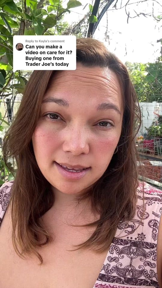 Post 1 by Raindrops and Blooms on TikTok (video)
