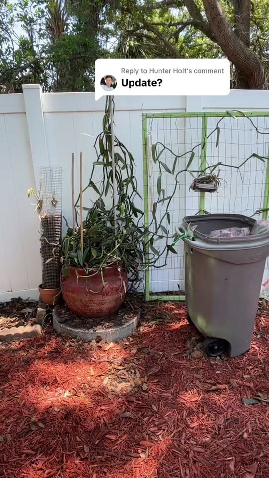 Post 7 by Raindrops and Blooms on TikTok (video)