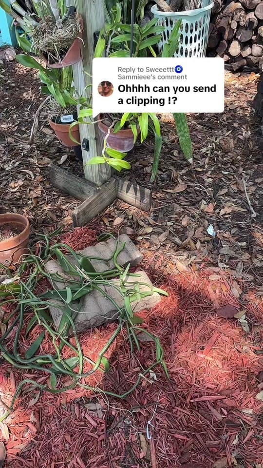 Post 6 by Raindrops and Blooms on TikTok (video)