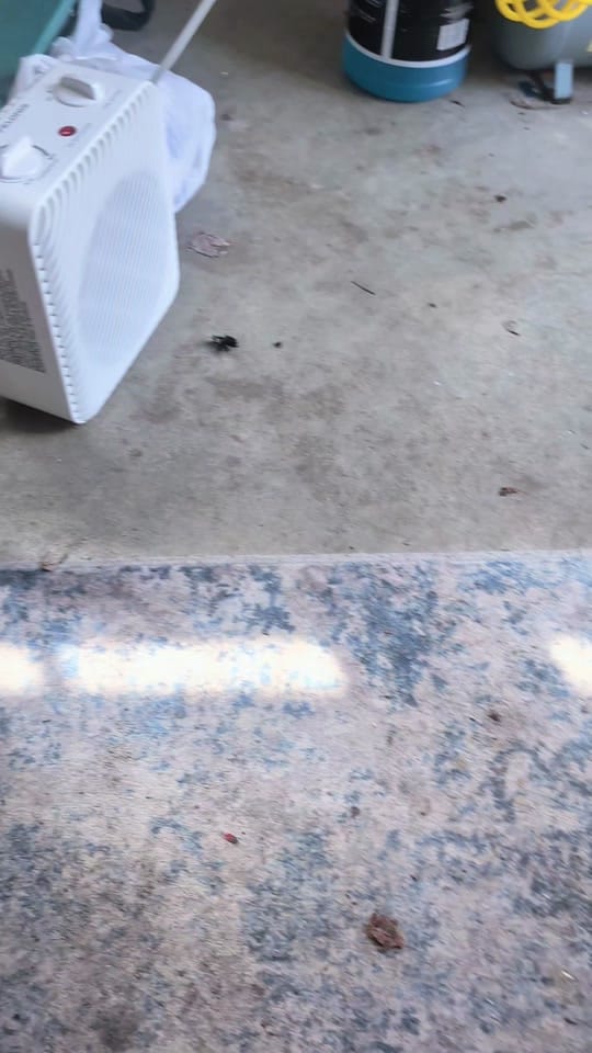 Post 8 by Amber🌻 & Maui 🐶 on TikTok (video)