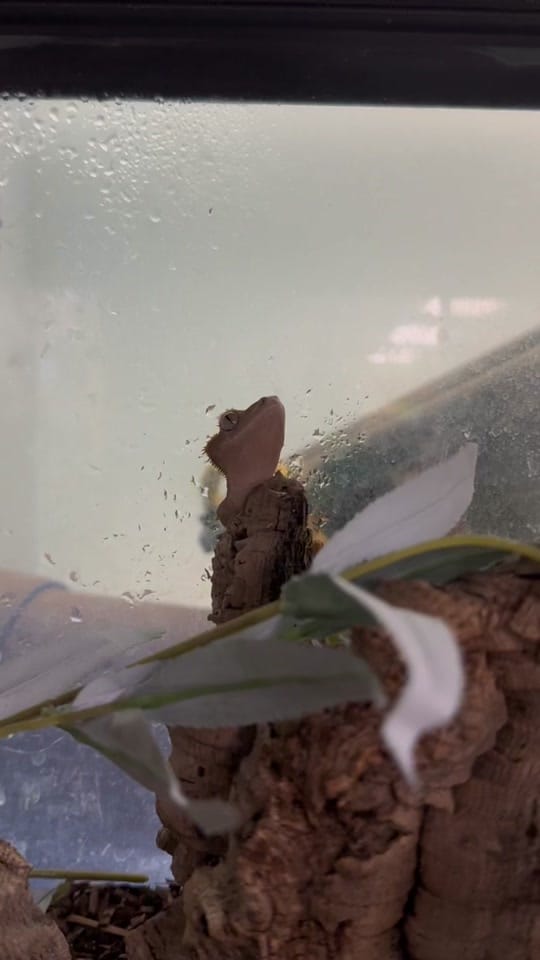 Post 1 by Daily dose of 🐍🦎 on TikTok (video)