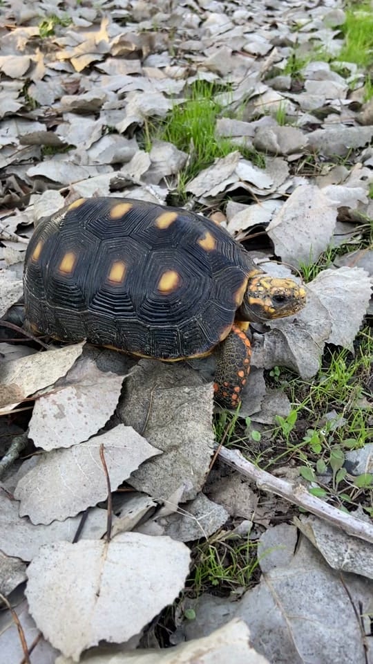 Post 3 by Daily dose of 🐍🦎 on TikTok (video)