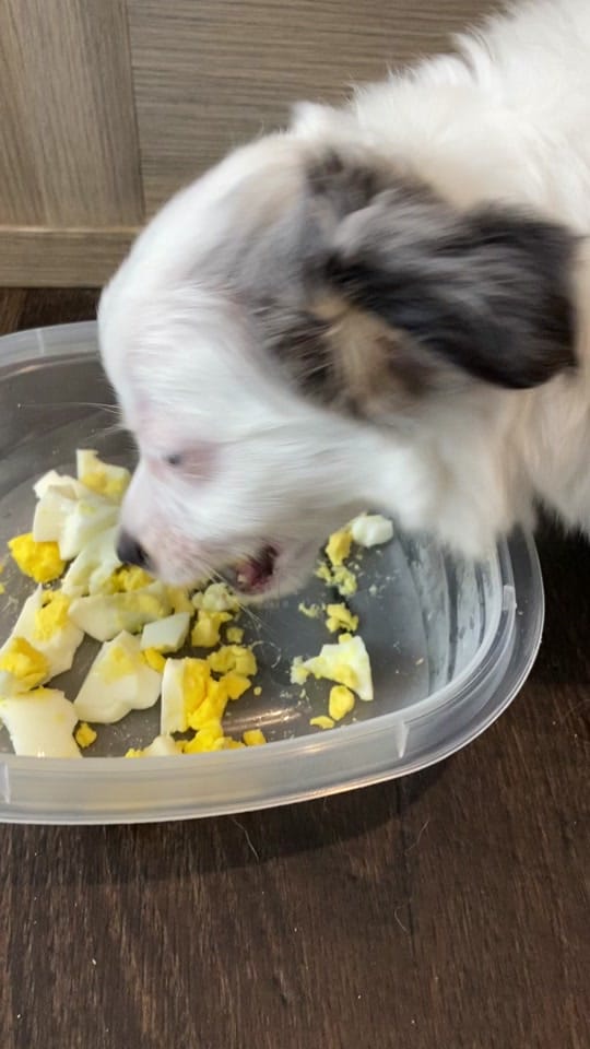 Post 4 by Daily dose of 🐍🦎 on TikTok (video)