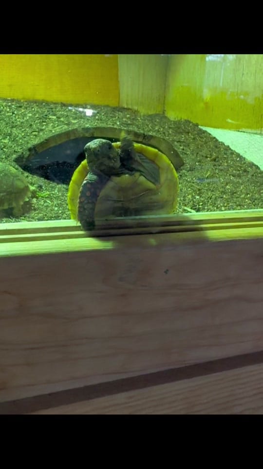 Post 2 by Daily dose of 🐍🦎 on TikTok (video)