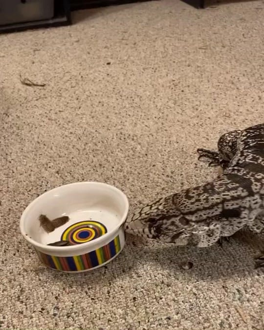 Post 9 by Daily dose of 🐍🦎 on TikTok (video)
