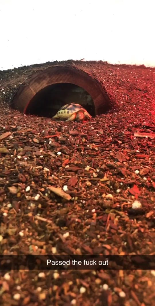 Post 10 by Daily dose of 🐍🦎 on TikTok (video)