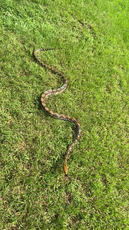 Post 8 by Daily dose of 🐍🦎 on TikTok (video)