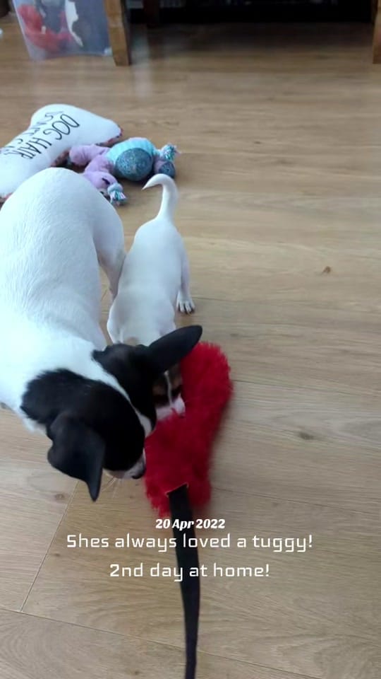 Post 2 by The Jack Pack on TikTok (video)