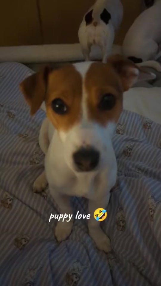 Post 10 by The Jack Pack on TikTok (video)