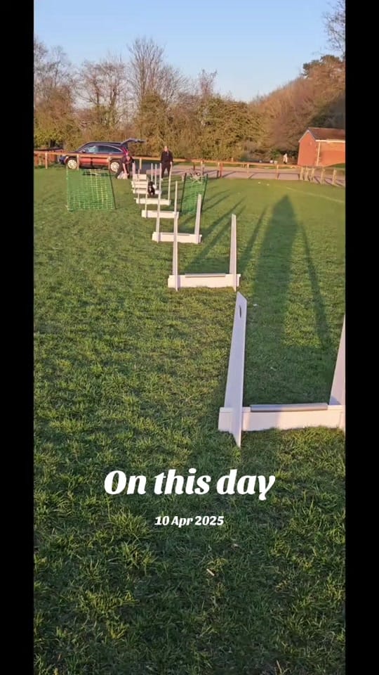 Post 9 by The Jack Pack on TikTok (video)