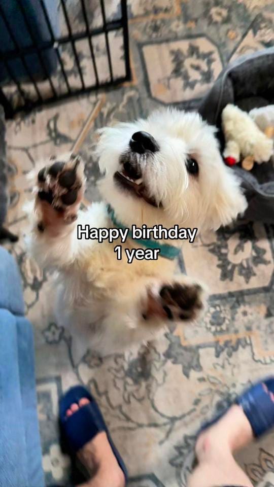 Post 5 by 🇺🇸 Nawar 🇮🇶 on TikTok (video)