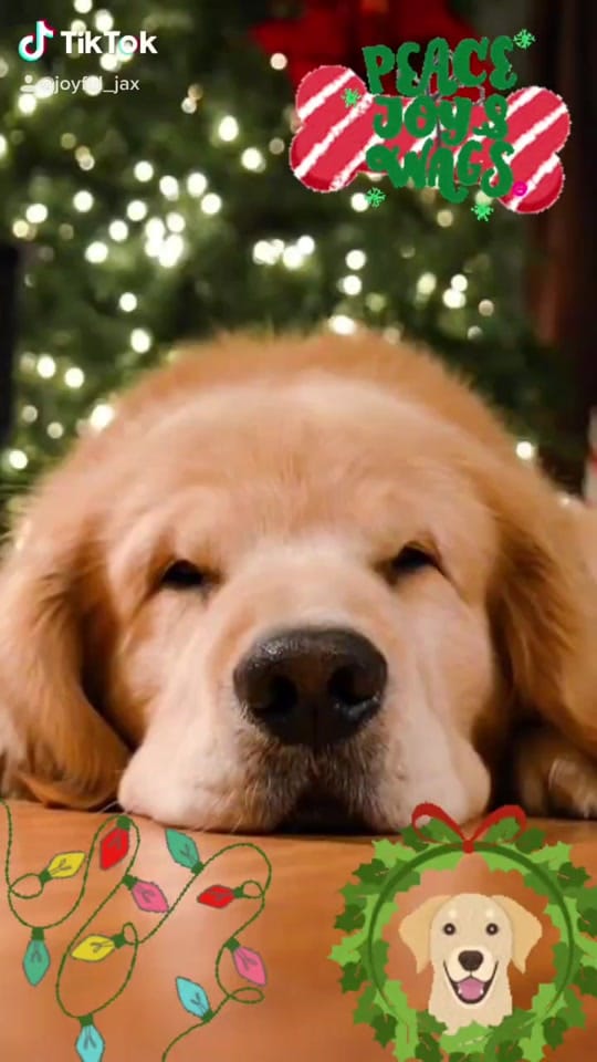 Post 8 by OCD_Christmas_Elf on TikTok (video)