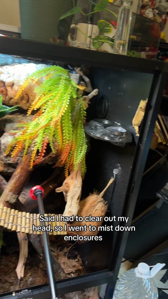Post 6 by Maisi Lawson on TikTok (video)