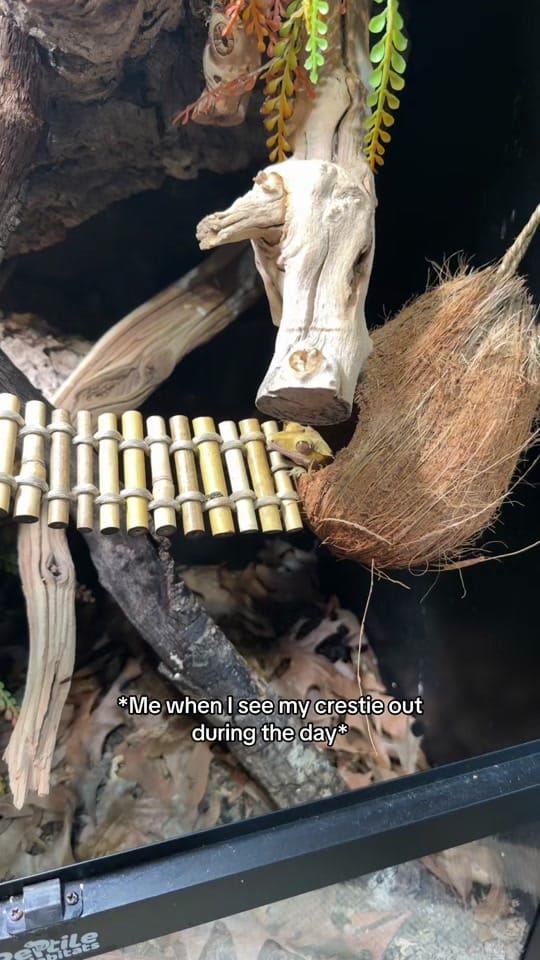 Post 5 by Maisi Lawson on TikTok (video)