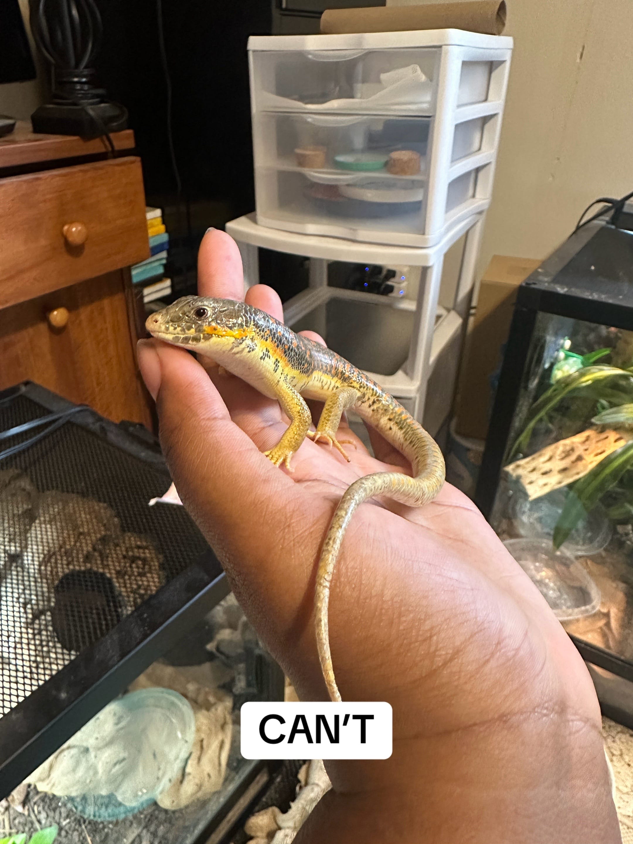 Post 1 by Maisi Lawson on TikTok (video)