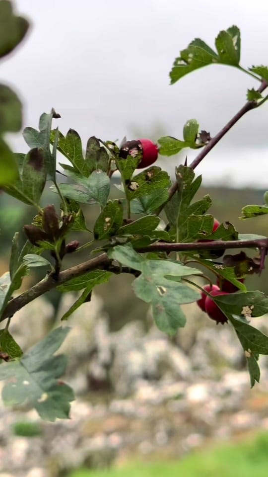 Post 5 by Shelly Mooney on TikTok (video)